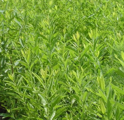 ��Ҷ��ĺ�ơ���̴��