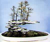 �����ʯ����辰