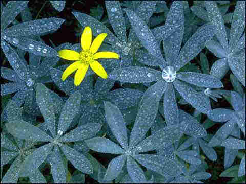 ��¶��ʳ��������