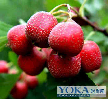 ��ʳ��ʳ �߸�����ʳ��ȥ��