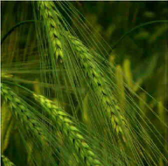 24����С����ʳ��������