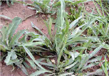 С����ʳ��������